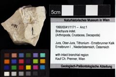 Foto (Objket + Etiketten) von Brachyura indet. 